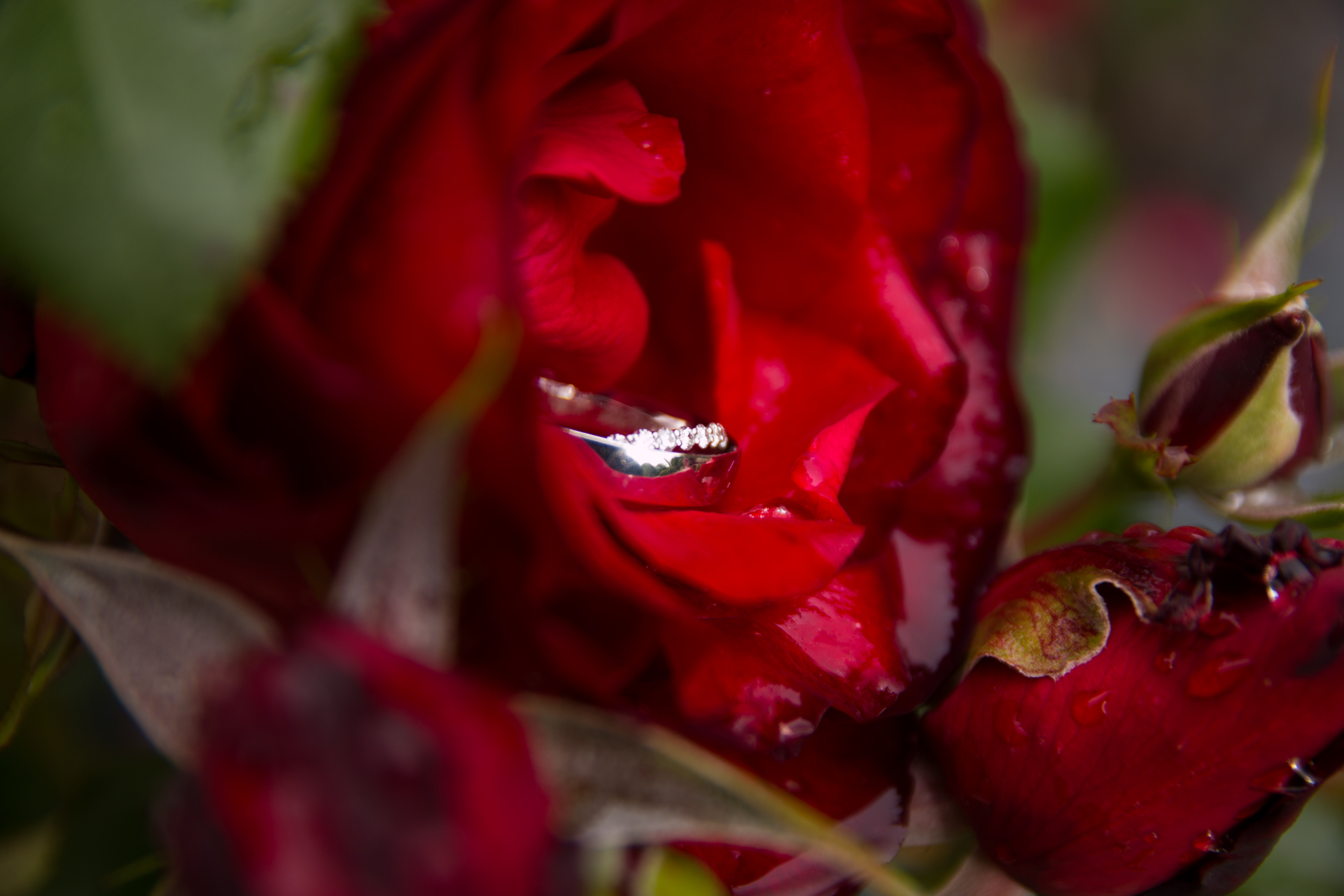 L' Oeil Noir Photographie